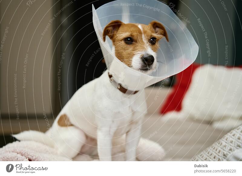 Dog in rehabilitation after surgery, wears plastic cone for protection dog pet sick collar heal animal medical convalescent elizabethan collar sterilization