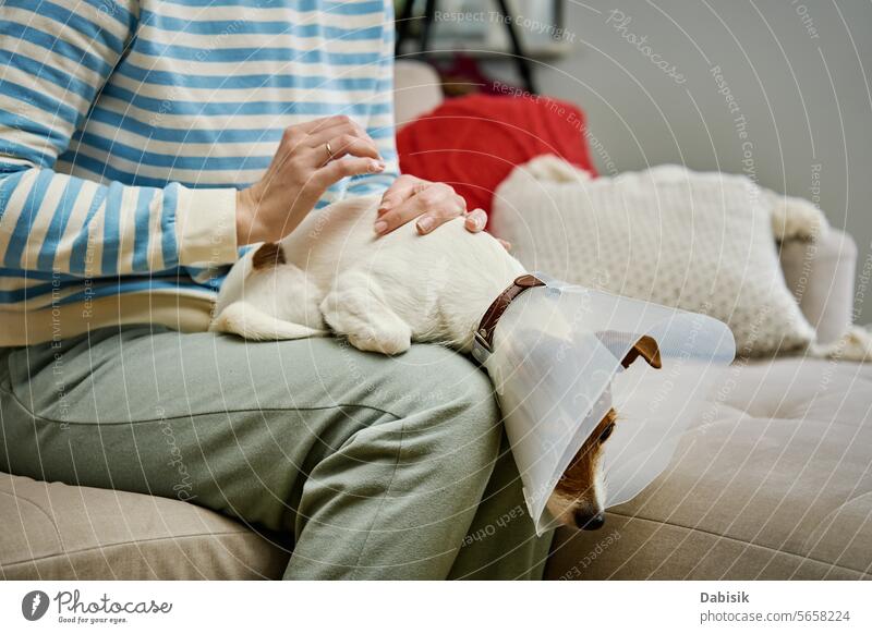 Woman strokes dog wearing Elizabethan collar at home woman care pet cone rehabilitation medical owner together jack russell terrier operation medicine love