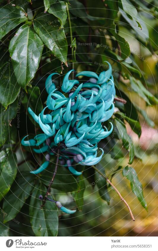 Strongylodon macrobotrys jade flower Jade wine rare plants Turquoise Flower Seldom nature conservation Beauty & Beauty Beauty of nature plant species