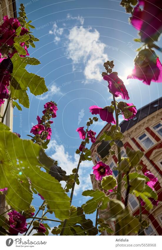 View through hollyhocks into the summer city sky Summer Hollyhock Flower Town summer flower houses Street Old building city greening Building Facade