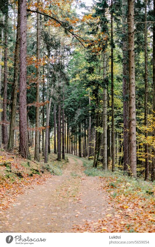 Photo of a forest road on a sunny summer day without people blurriness Ambience daylight autumn atmosphere trees autumn impression Autumn feeling Sunlight
