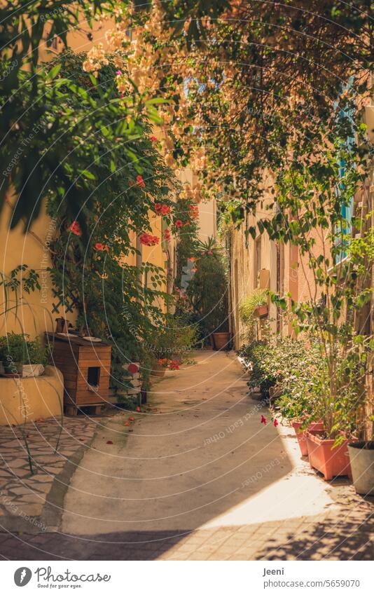 Cosiness in Mediterranean style Alley Old town House (Residential Structure) Town Narrow Vacation & Travel Frankfurt Southern France Cote d'Azur Green flora