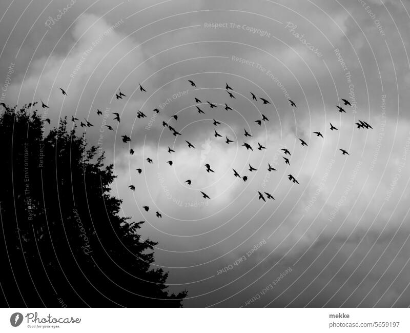 winged shadows birds Sky Flock of birds Flight of the birds Freedom Migratory bird bird migration Formation flying Migratory birds Flying Movement silhouettes