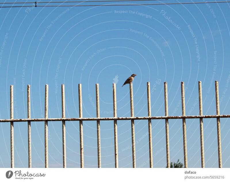 Little bird stands on metal skewers on sky background little bird standing animal nature lines electricity