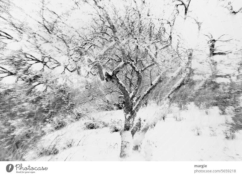 old fruit tree in the snow Tree Fruit- or Vegetable stall Snow Winter Garden Field Tremble Experimental Deserted Snowscape Snow layer Branches and twigs