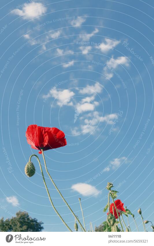 Corn poppy stalk with flower and bud Nature Summer Beautiful weather blue sky with clouds Plant Poppy Blossom Perspective from below