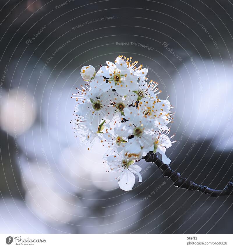 spring blossoms Plum blossom petals Spring day White Blue come into bloom white flowers April Seasons spring bloomers enjoyable spring mood spring awakening