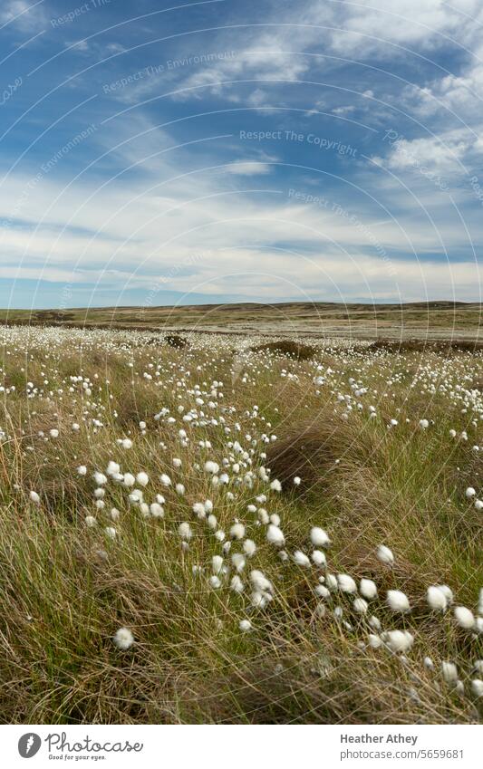 Cotton grass on a moor in Northumberland, UK eriophorum Nature Marsh Landscape Colour photo Environment Plant bog cotton northumberland uk Moor moorland Summer