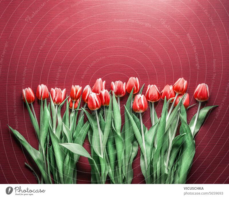 A lot of red tulips on red background with copy space, top view. Border border greeting card bloom springtime flower floral bunch bouquet birthday beautiful