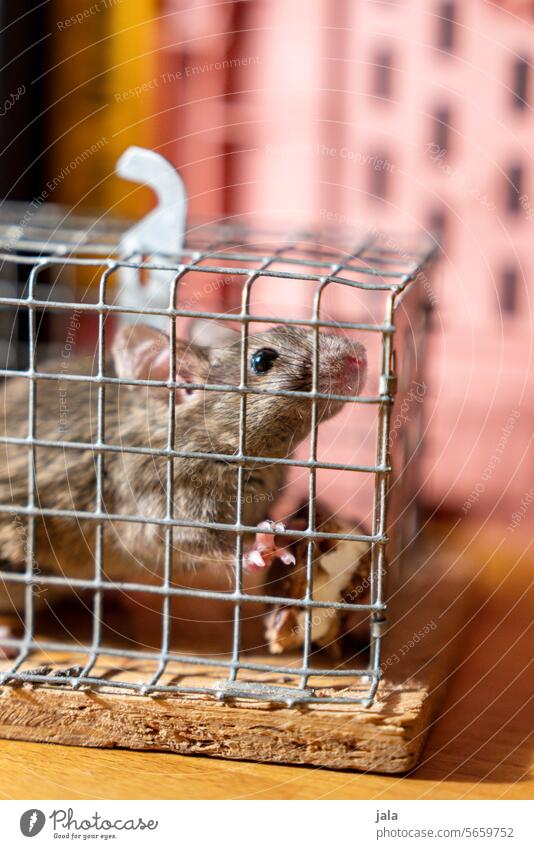 catch mice Mouse House mouse Mouse trap Cage pastel Captured Animal portrait
