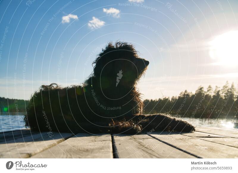 Goldendoodle dog lying on a jetty and looking at a lake in Sweden. Animal photo poodle golden retriever black and tan F1B curly fluffy puppy water forest sweden
