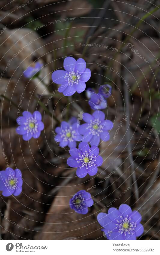 forest, photography, hepatica, uncultivated, freshness, beauty in nature, botany, flower petals wildflower springtime plant blue blossom liverwort outdoor