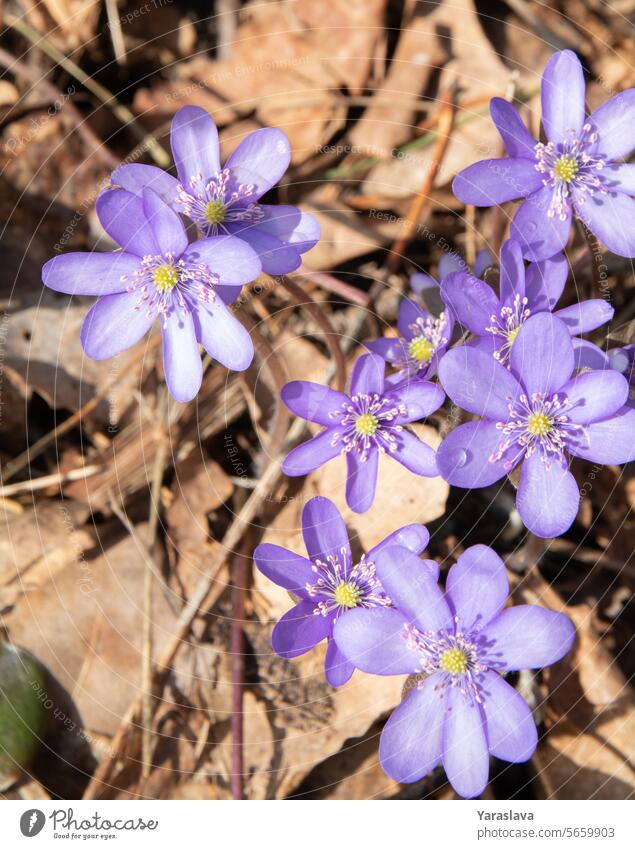 Springtime photography capturing the beauty of in the forest. The image features delicate hepatica, A celebration of nature's the spring season, perfect for outdoor and plant enthusiasts.