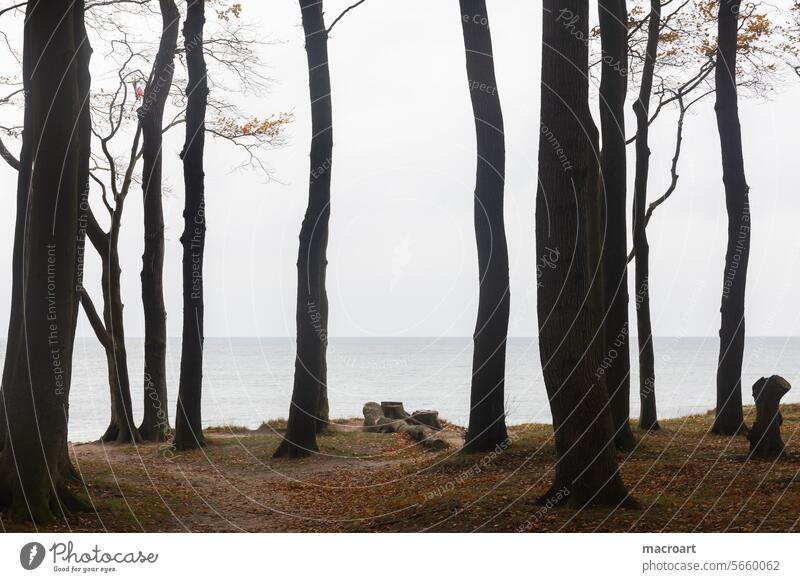 Forest on the cliffs in Heiligendamm on the Baltic Sea steep coast Lake tree trunks Autumn Autumnal Dreary Gloomy Lake gray Sky Day for years vacation