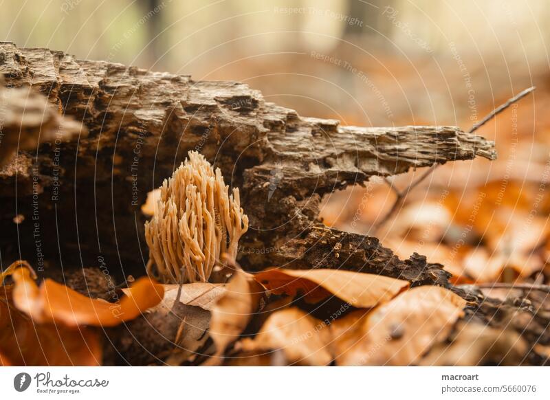 Coral mushrooms in an autumnal forest landscape Mushroom Mushroom species forests nartur naturally Growth Nature coral-shaped coral mushrooms Forest
