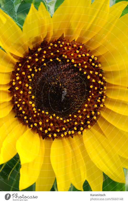 Macro of a sunflower. Sunflower Flower Blossom sunny Illuminate Brilliant Yellow Nature Garden Joy Warmth flora Botany blossom petals Helianthus composite