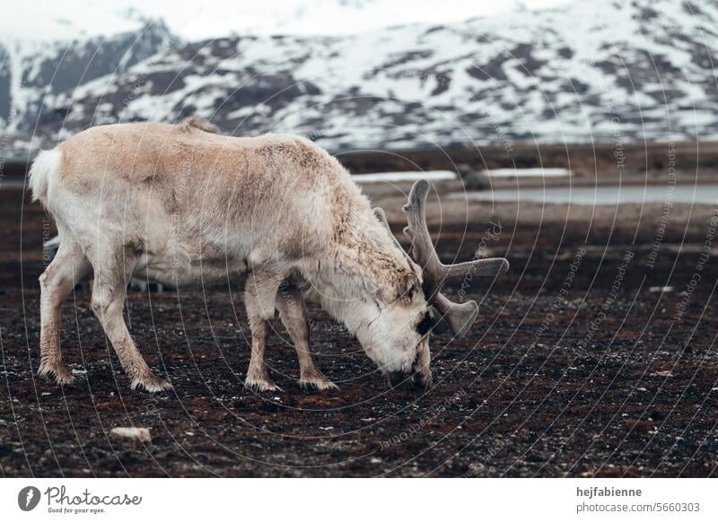 Grazing reindeer in a barren arctic landscape and mountain backdrop Reindeer Wild animal Norway Spitzbergen Arctic circle The Arctic Expedition