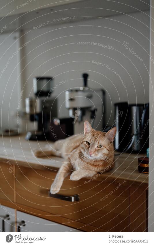 Red cat lies casually on a kitchen sideboard and looks into the camera Cat Easygoing feline pets Kitchen Coffee maker One animal Homey at home Cute cat portrait