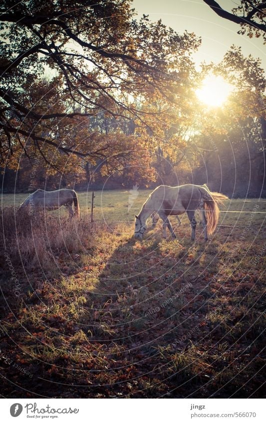 horses like in a fairy tale Sunlight Autumn Beautiful weather Tree Grass Meadow Horse 2 Animal Eating Feeding Stand Friendliness Happy Curiosity Brown Gold