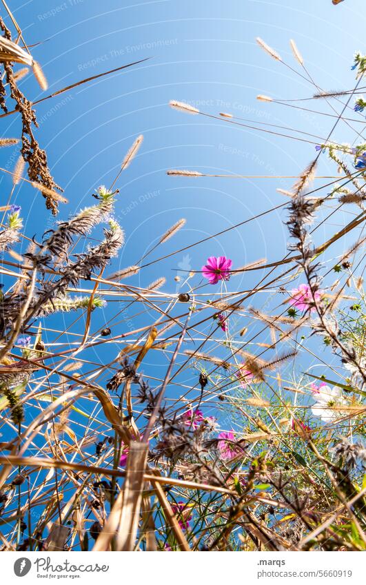 summer high Worm's-eye view Multicoloured Sustainability pretty Blossoming Meadow flower Flower Cloudless sky Plant Nature Fragrance Exterior shot Summer