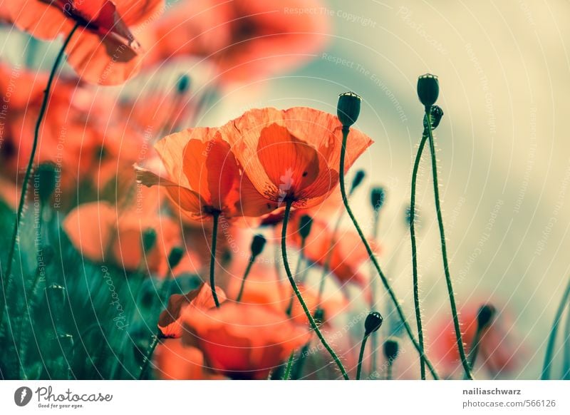 Poppies on summer meadow Summer Sun Garden Environment Nature Plant Spring Flower Grass Meadow Field Blossoming Fragrance Faded Happiness Natural Blue Green Red
