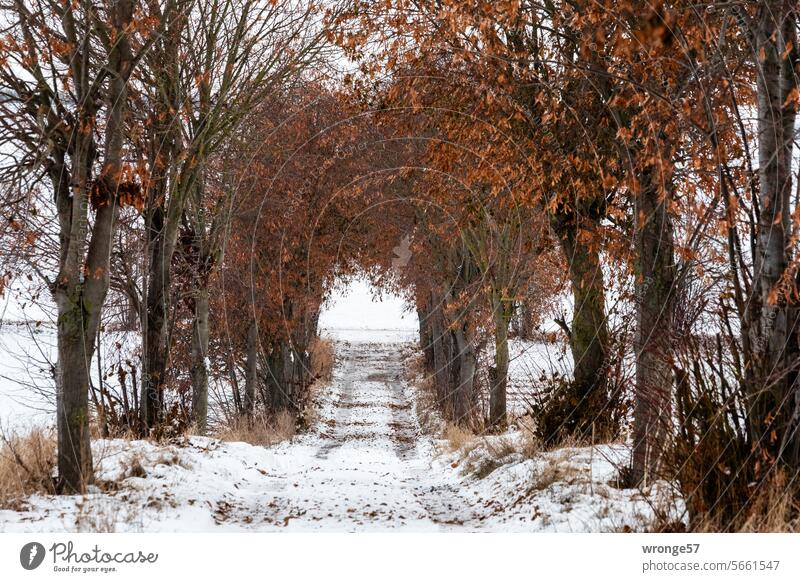 Snow-covered country lane lined with trees and bushes Winter snow-covered ground Snow-covered dirt road Bushes Cold Nature Landscape Snowscape Winter's day