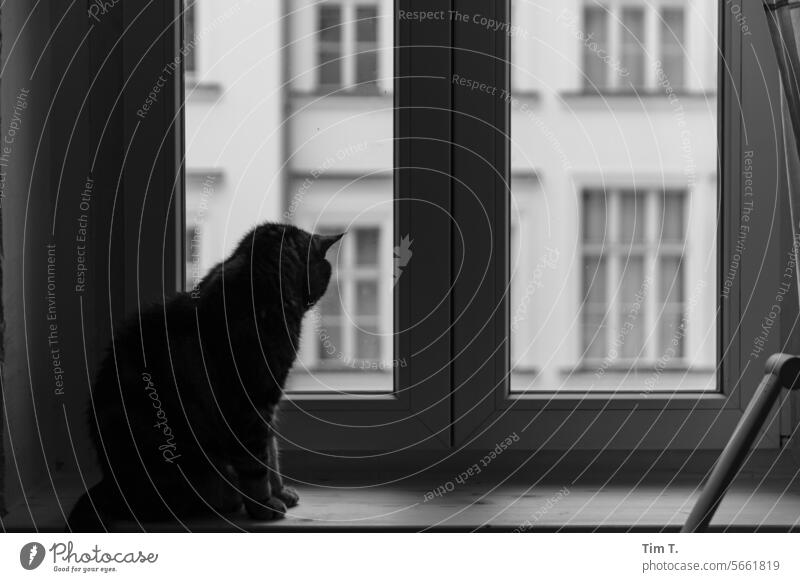 Cat in the backyard window Window b/w Winter Berlin Courtyard Prenzlauer Berg Black & white photo Town Downtown Capital city Day Old town Old building Deserted