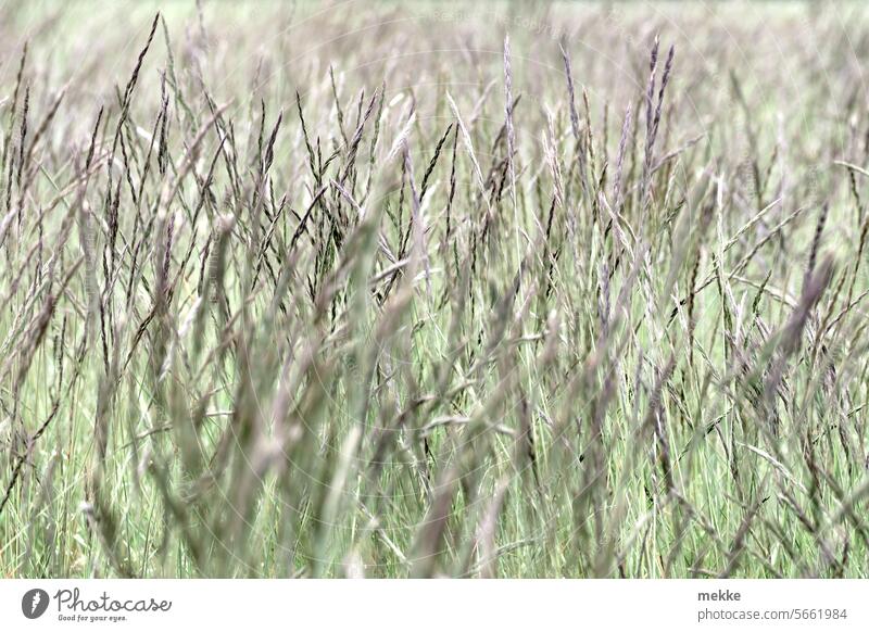 Well-hidden Easter bunny Grass Meadow Nature Blade of grass Green Summer Spring Field Stalk Growth Blossoming blade of grass tight Ear of corn bush Tall