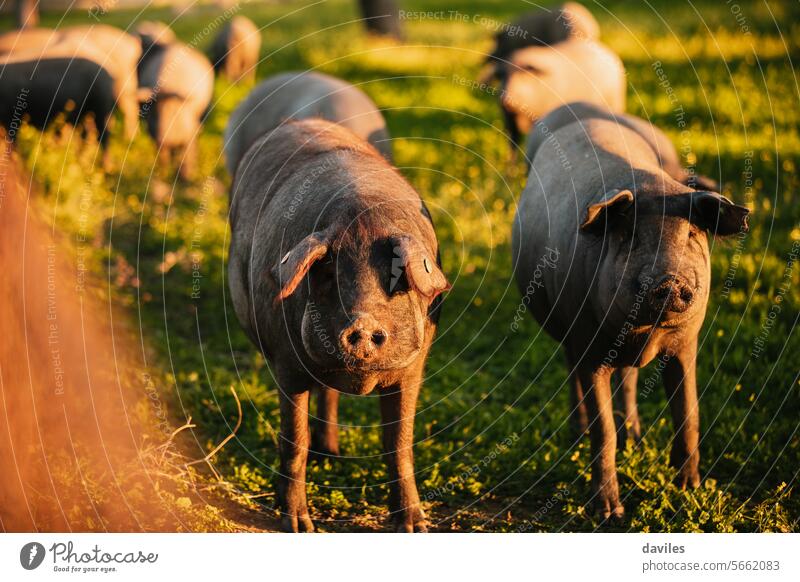 Spanish iberian pigs pasturing free in a green meadow at sunset in Los Pedroches, Spain acorn acorn-feed andalusia badajoz black cordoba dehesa delicatessen
