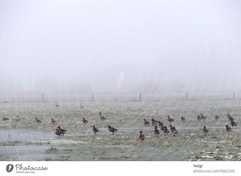 Wild geese on a flooded and icy meadow Vlgel wild geese Many Winter Frost chill Fog Wontertag Winter mood Ice Deluge Frozen Foraging Freeze Cold Exterior shot