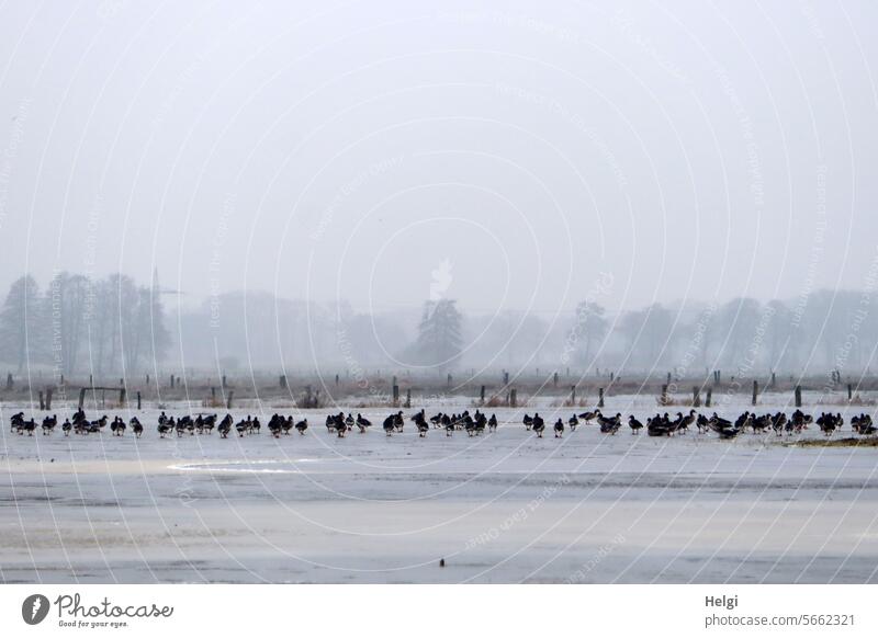 Wild geese on flooded frozen meadows birds Winter wild geese chill Frost Ice Fog Weather Cold Meadow Inundated Frozen Fence Tree Nature Landscape Many