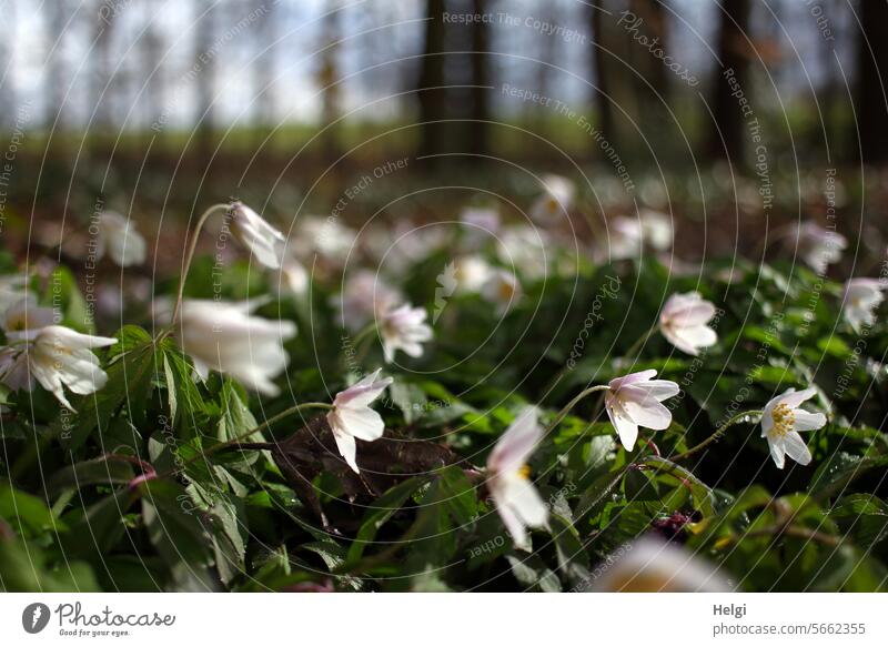 Spring can come ... Spring flowering plant Wood anemone Buttercup Forest Woodground blossom wax Light Shadow Sunlight Blossom Leaf Nature Landscape Plant