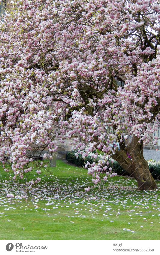 Spring blossoms magnolia Magnolia tree Old Large blossoming Meadow petals Nature Pink Magnolia blossom Blossom Tree Blossoming Spring fever Magnolia plants