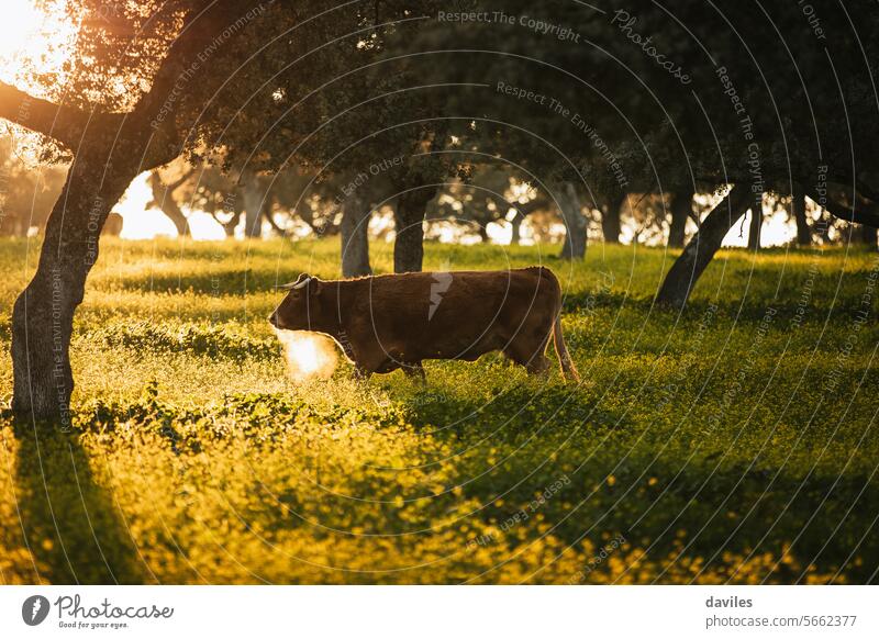 Brown cow pasturing in the middle of a beautiful meadow in the spanish dehesa agribusiness andalusia animal beef bio bovine brown cordoba countryside ecological