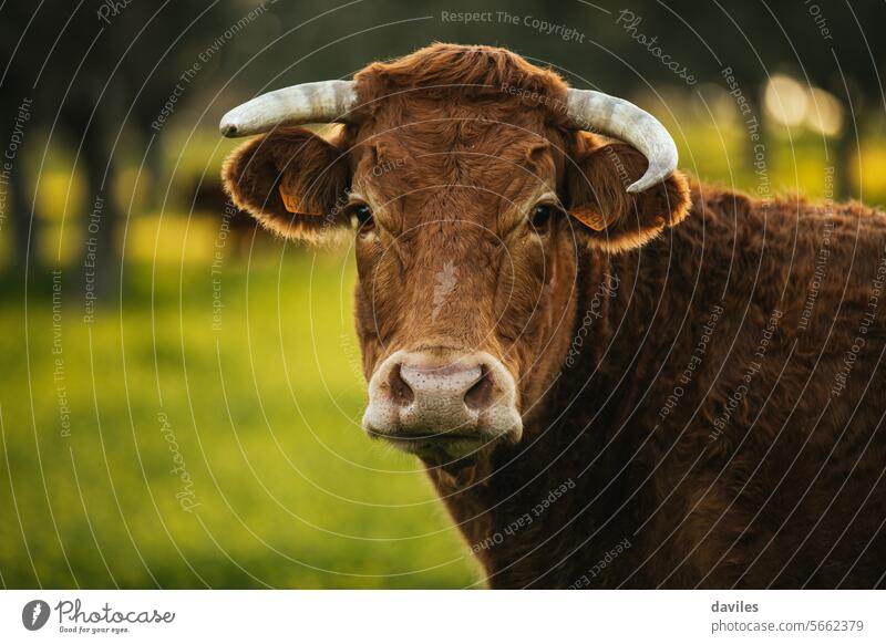 Brown cow pasturing free in a green meadow in the spanish dehesa agribusiness andalusia animal beef bio bovine brown cordoba countryside ecological extense
