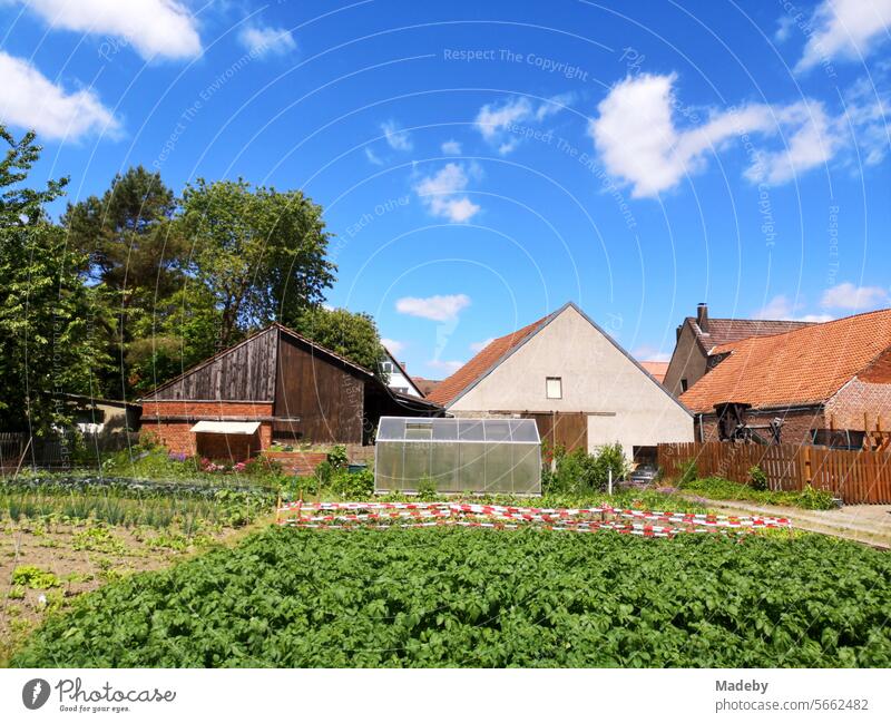 Vegetable garden with greenhouse in front of a farm in summer with blue sky and sunshine in Alverdissen near Barntrup in the district of Lippe in East Westphalia-Lippe