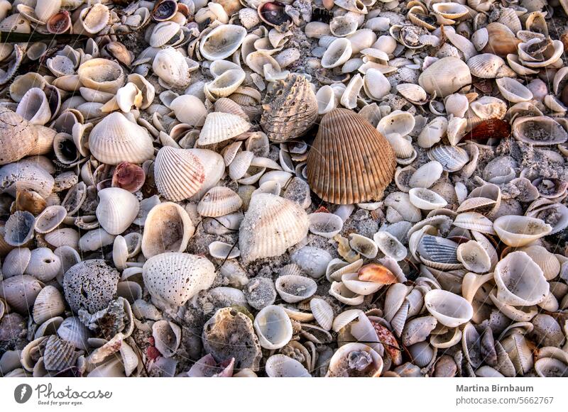 Full frame shot of different kinds of shells on a beach in Florida florida full frame pattern texture travel sand nature summer detail background ocean coast