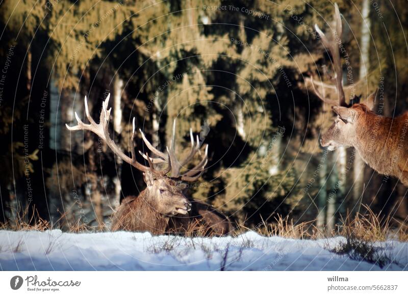 We need to talk stag antlers Red deer Wild Deer Forest Winter Snow