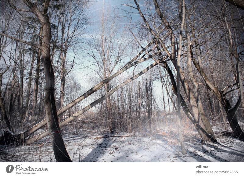 Fainting spell at the onset of winter Forest trees Snow Winter Log fallen