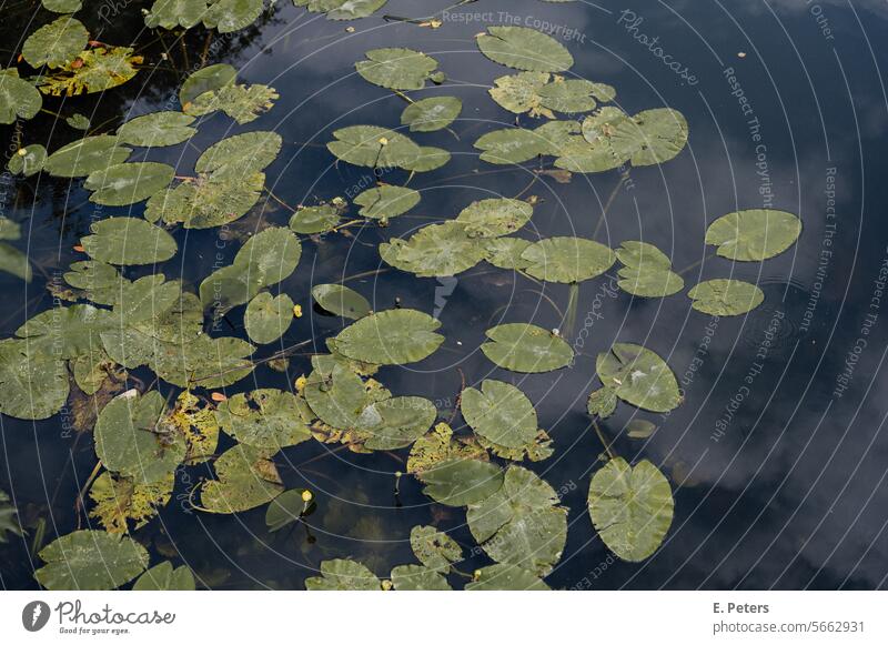 View of a pond with water lilies without flowers and cloud reflections on the surface Looking Water lily Water lilies without flowers Clouds Summer Surface