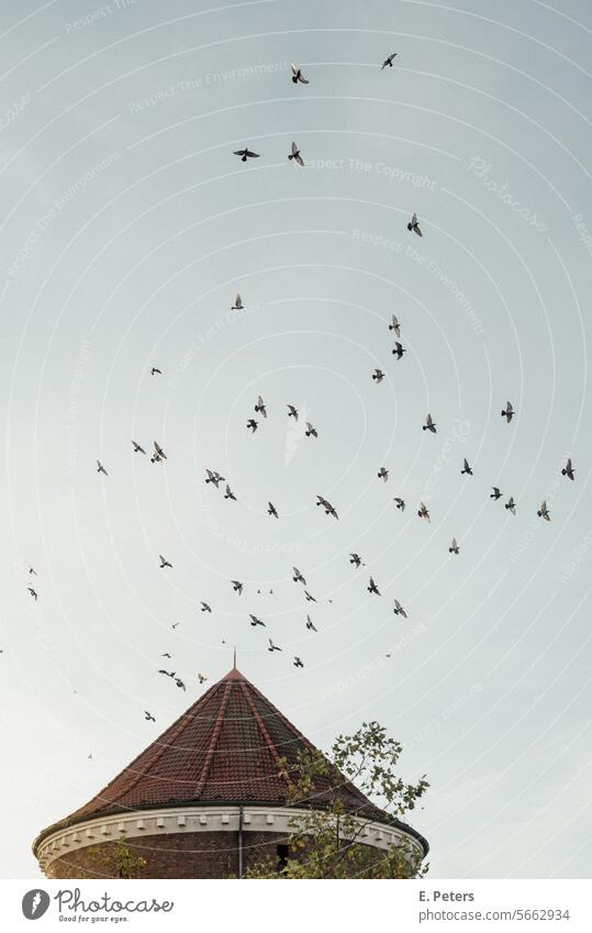 A flock of birds rises above a round tower, World War II bunker Zombeck Turm in Hamburg Barmbek pigeons Roof Flock Flock of pigeons Flock of birds Tower