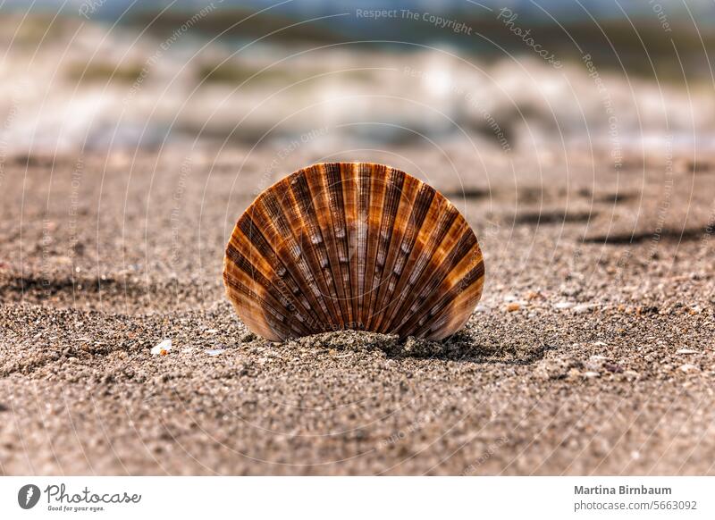 Single seashell in the sand on the beach, Florida USA travel tropical nature summer holiday rest white wave seashore outdoors blue marine tourism object idyllic