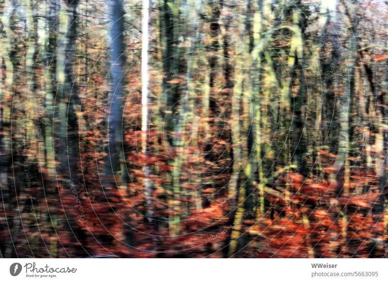 A forest rushing by, blurred, light and autumn colors Forest trees tree trunks Autumn leaves FoliageAutumn Light Sun over swift hazy indistinct colored