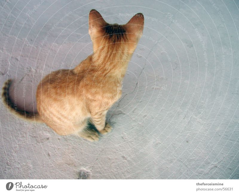 Blonde cat Cat Pelt Concrete Pet Paw Tails Bright Dappled