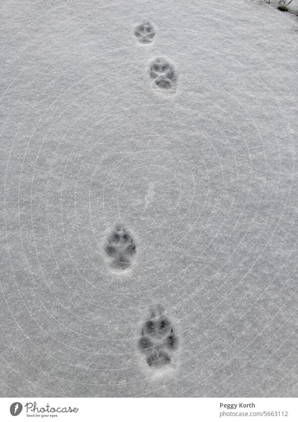 Dog tracks in the snow (Abby) Dog outdoors Dog walk dogs you are not alone Pet Animal Walking Grief running dog paws paw prints Paw prints you are gone mourn