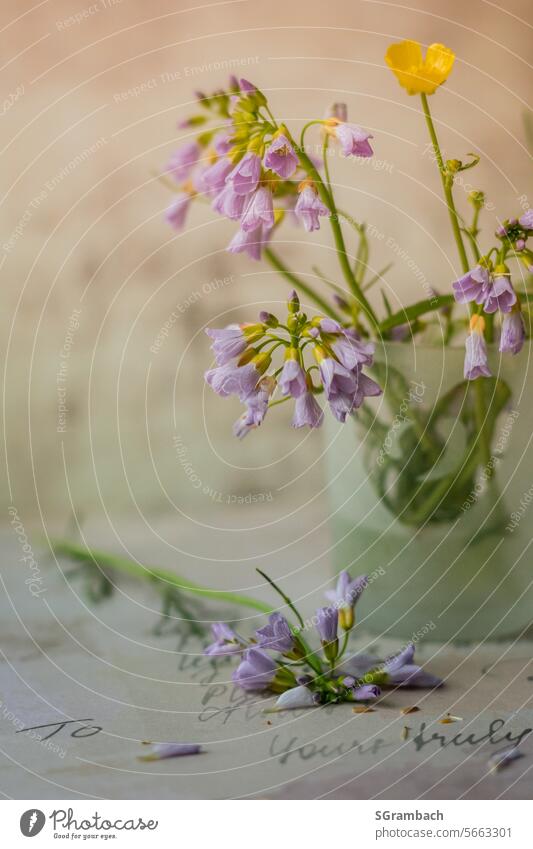 Meadow flowers in a small glass vase, still life meadow flowers Blossoming Plant Summer naturally Still Life Wild plant blossom blurriness Summery wild flowers