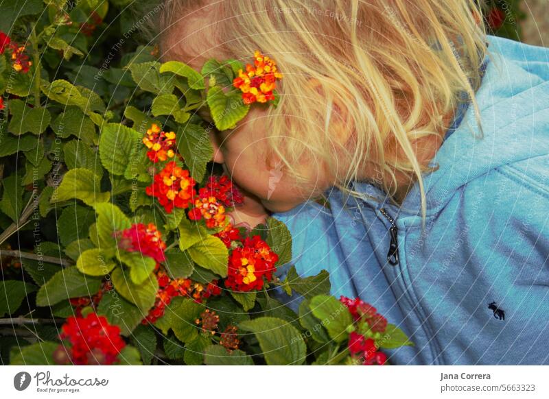 A child with blond hair smells flowers Child Baby Blonde sniff Infancy Fragrance Curiosity Human being Girl Cute 1 - 3 years Joy Exterior shot Red Blue Nature