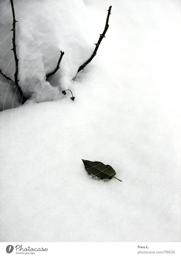 Rose, leaf and snow Rose tree Rose leaves Winter Leaf Balcony Loneliness Romance Flower Grief Winter activities Tree trunk To hibernate augusta luise Snow