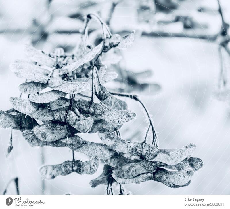 Maple seeds - wings in frosty hibernation Maple tree Nature Exterior shot Winter mood Plant Black & white photo Frost Snow White Ice Deserted chill Frozen
