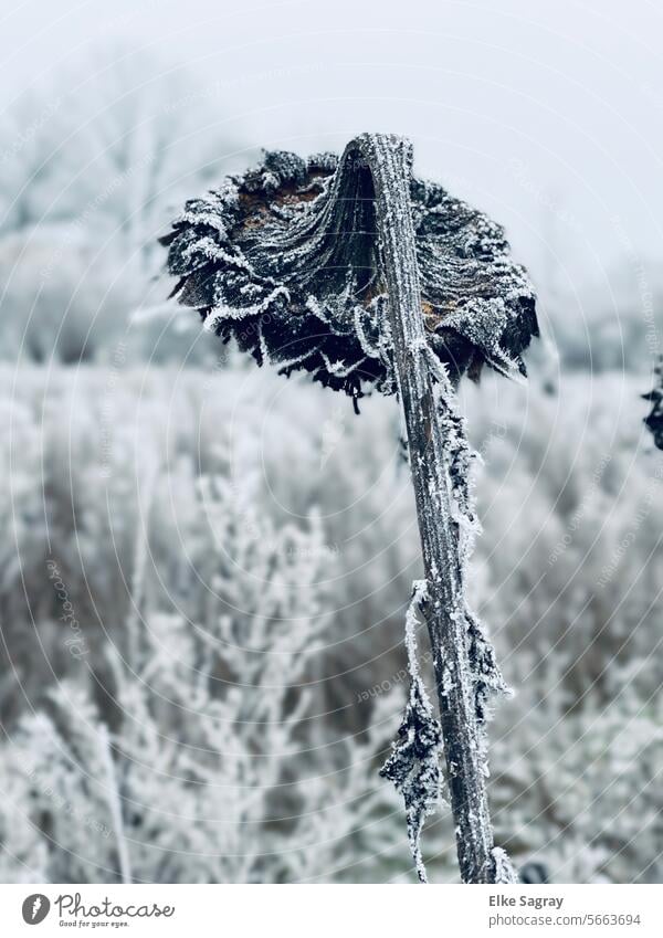 Frozen sunflower field in winter Frost Winter Snow Cold Hoar frost Ice crystal Exterior shot White chill Winter mood ice crystals Freeze Winter's day Nature